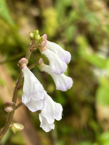 Javan Skullcap (Scutellaria javanica)