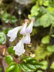 Scutellaria javanica, photograph Richard Fuller, CC0, iNaturalist via GBIF
