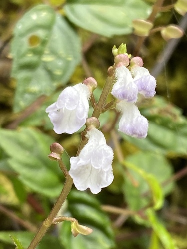 Scutellaria javanica, photograph 2