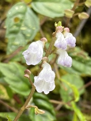 Scutellaria javanica, photograph Richard Fuller, CC0, iNaturalist via GBIF