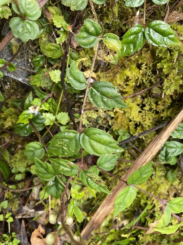 Scutellaria javanica, photograph 3