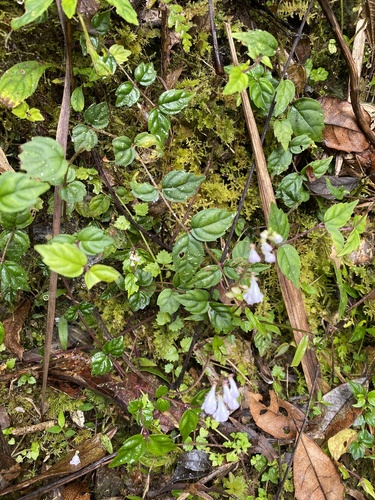 Scutellaria javanica, photograph 4