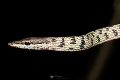 Inkaterra Vine Snake photo 3