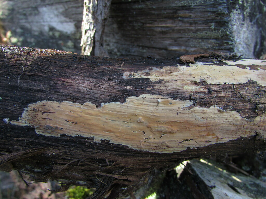 Clavulicium