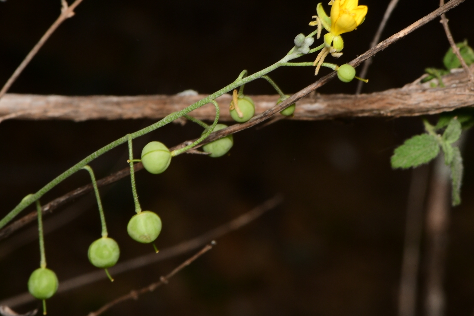 Physaria thamnophila