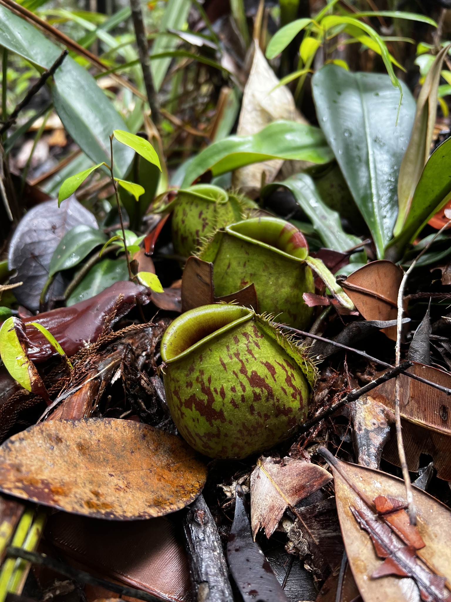 Nepenthes ampullaria