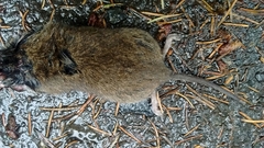 Microtus canicaudus