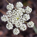 Perideridia oregana - Photo (c) David Hofmann, μερικά δικαιώματα διατηρούνται (CC BY-NC-ND)