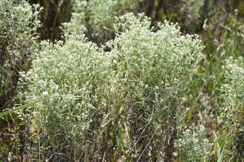 Pseudognaphalium obtusifolium image