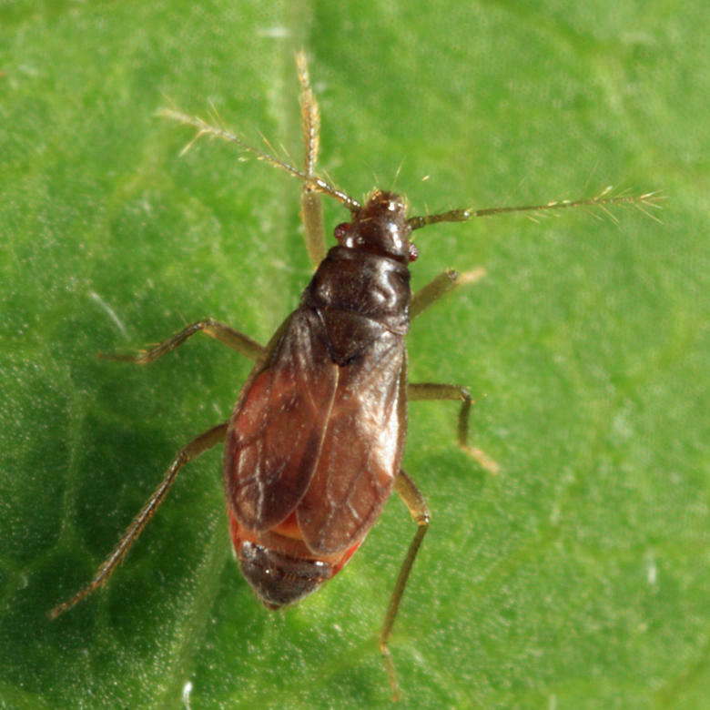 Ceratocombidae