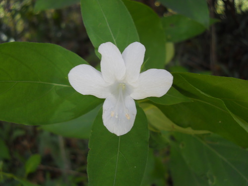 Barleria cristata