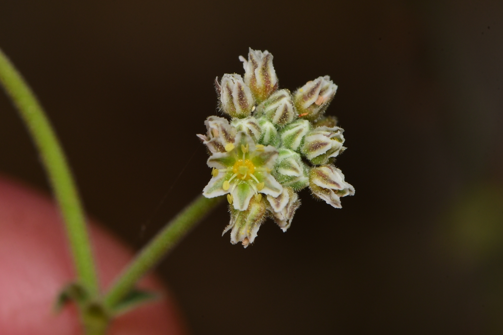 Eriogonum greggii