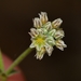 Eriogonum greggii - Photo (c) Joey Santore, alguns direitos reservados (CC BY-NC), uploaded by Joey Santore