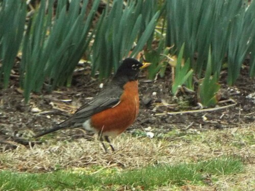 American Robin (nigrideus)