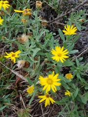 Heterotheca camporum