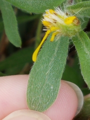 Heterotheca camporum