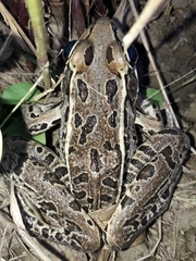 Lithobates forreri