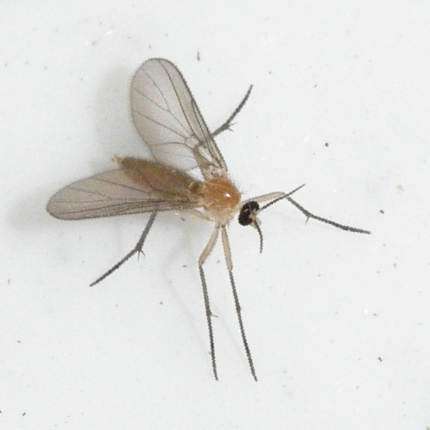 Diadocidia ferruginosa