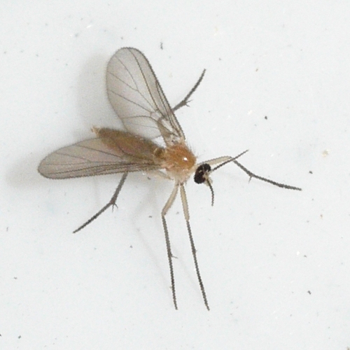 Diadocidia ferruginosa photographed in Wisconsin