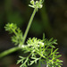 California Hedge Parsley - Photo (c) 2008 Keir Morse, some rights reserved (CC BY-NC-SA)