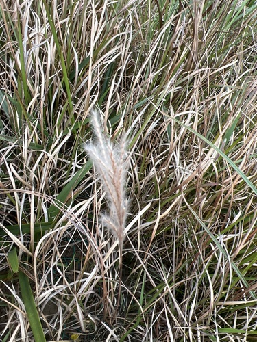 Saccharum formosanum (Saccharum formosanum)