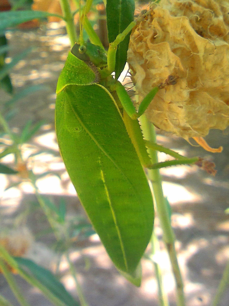Pseudophyllus neriifolius