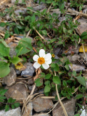 Bidens alba