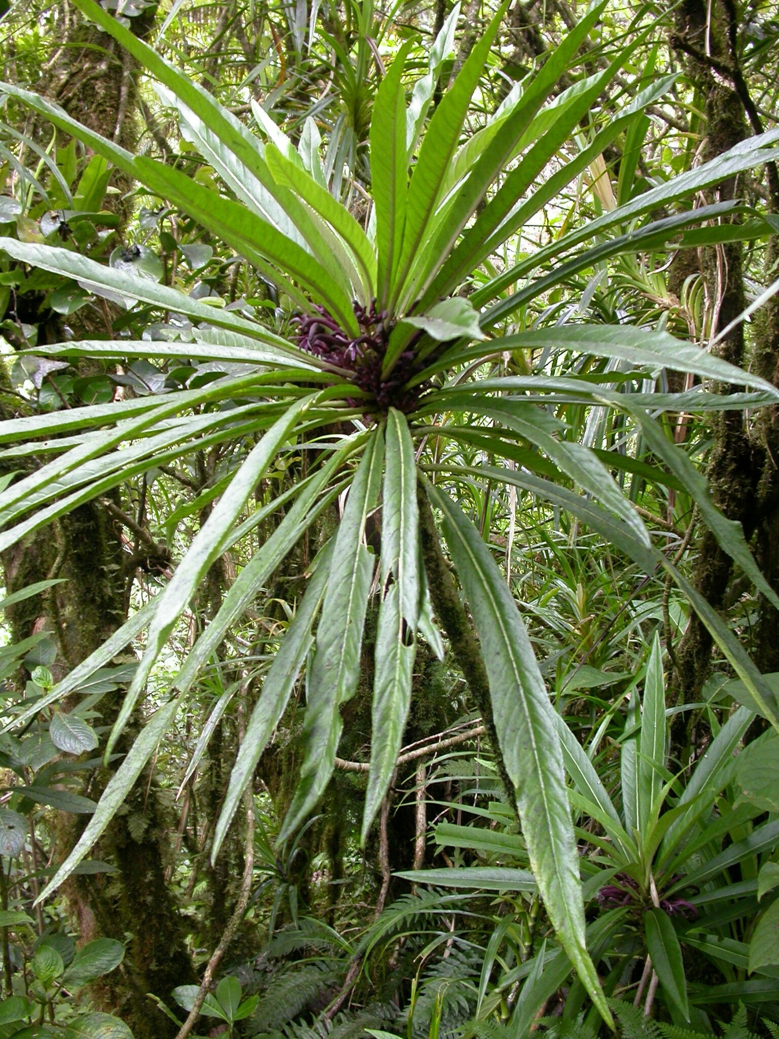 Cyanea recta