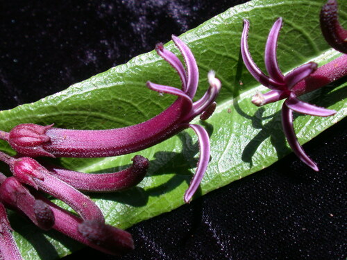Cyanea recta