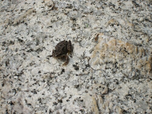 iNaturalist observation photo of Pacific chorus frog