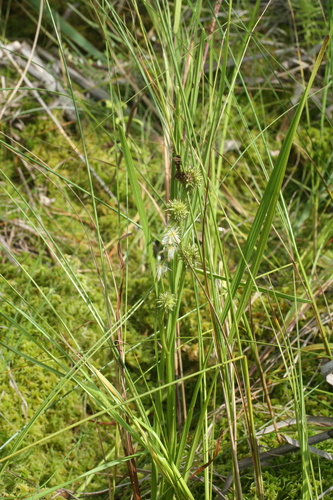 Image of Sparganium subglobosum by (c) Oleg Kosterin, some rights reserved (CC BY)