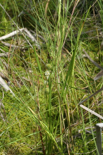 Image of Sparganium subglobosum by (c) Oleg Kosterin, some rights reserved (CC BY)