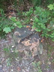 Trametes versicolor image