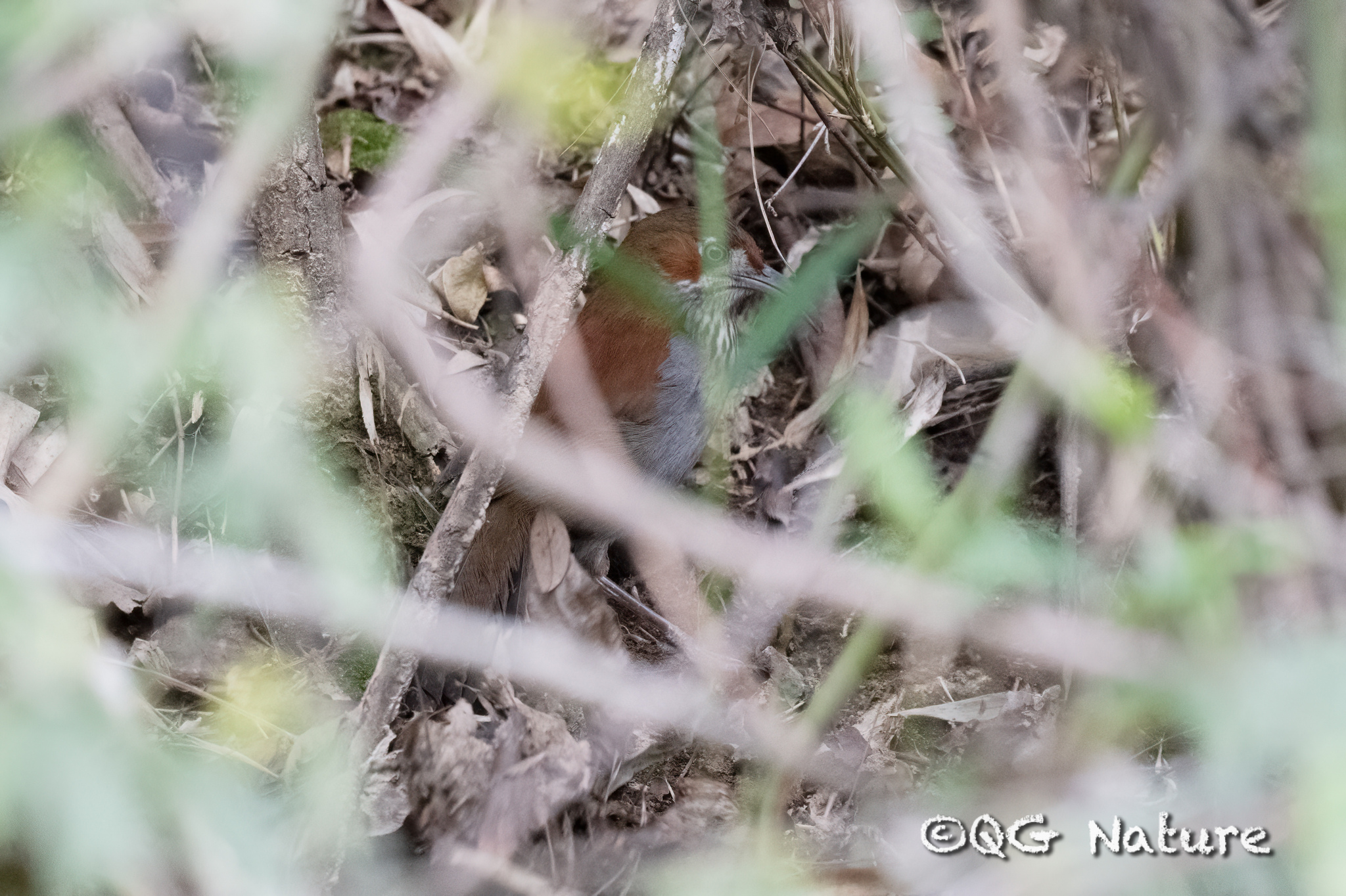 Grey-sided Scimitar Babbler