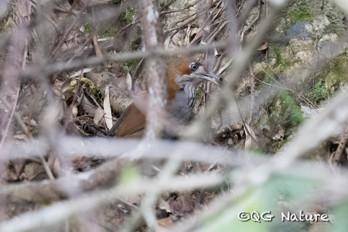 Grey-sided Scimitar Babbler (Erythrogenys swinhoei), photo 6