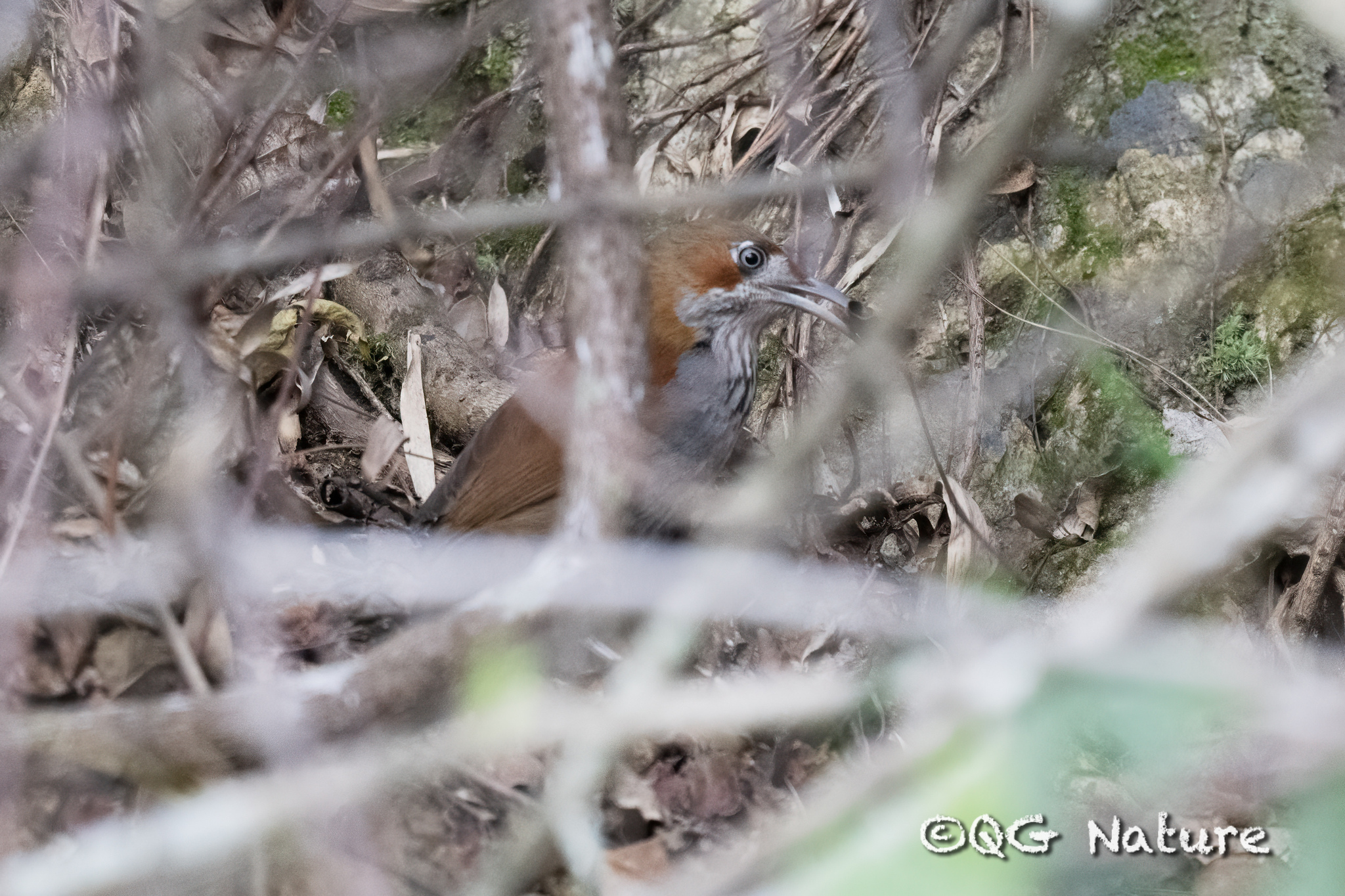 Grey-sided Scimitar Babbler