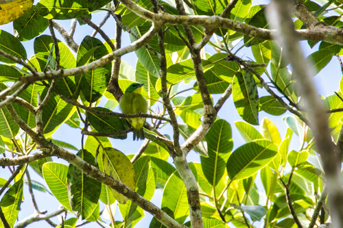 green shrike-vireo (Vireolanius pulchellus)