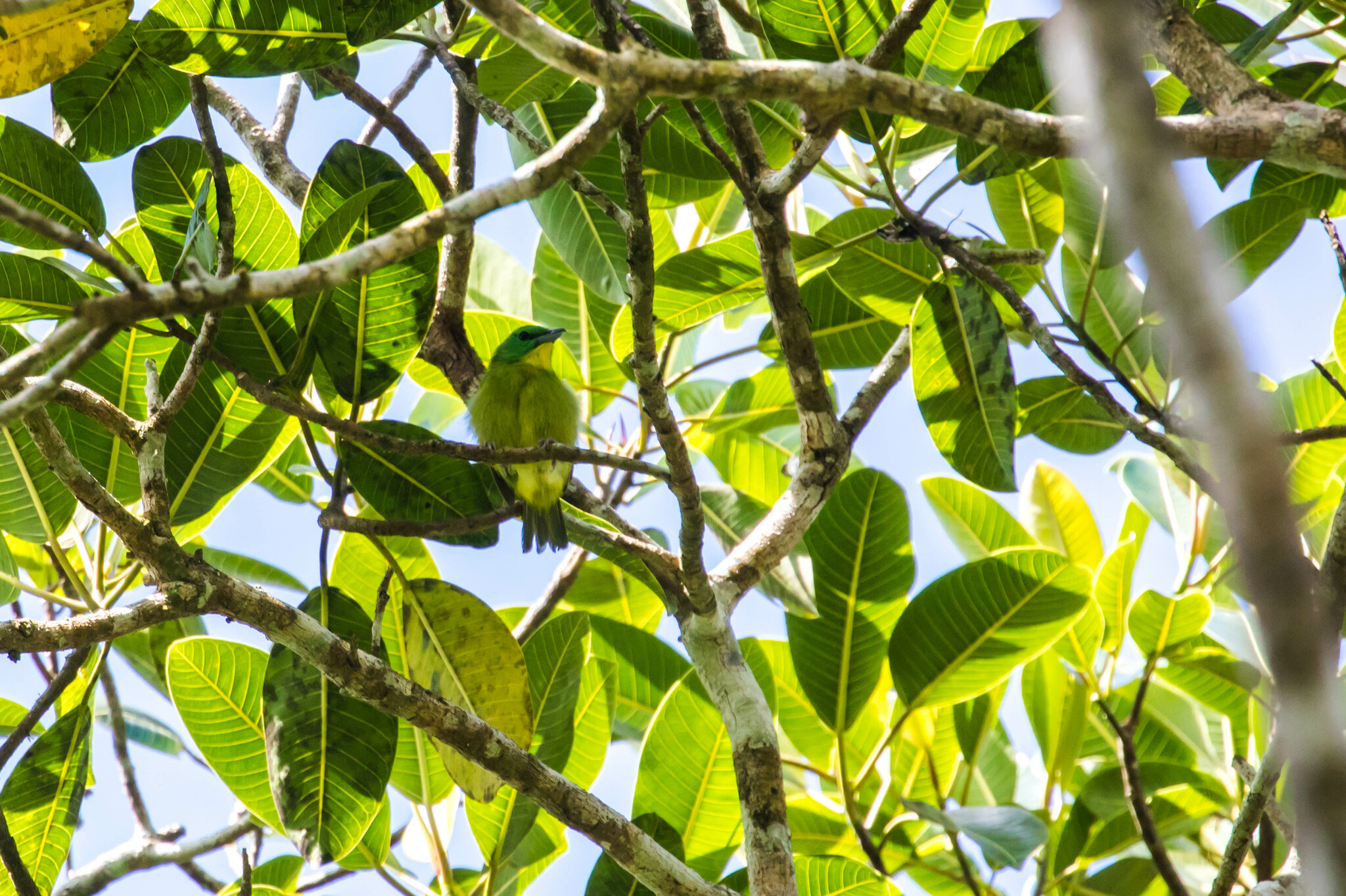Green Shrike-Vireo illustration