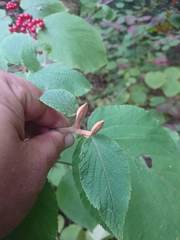 Viburnum lantanoides image