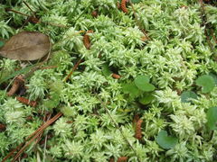 Sphagnum falcatulum