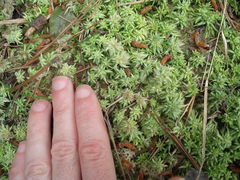 Sphagnum falcatulum