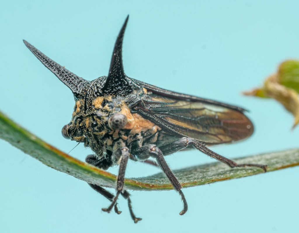 Sarantus nobilis
