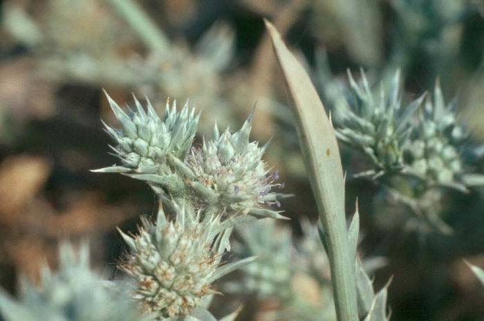Eryngium racemosum