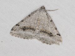 Digrammia pictipennata