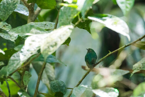 Velvety Manakin (Lepidothrix velutina), photo 3
