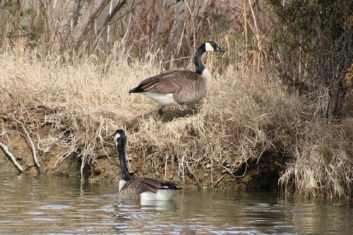 Canada Goose photographed in Virginia