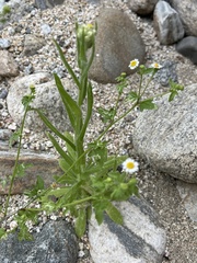 Galinsogeopsis spilanthoides, photograph Jim Riley, CC0, iNaturalist via GBIF