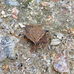 Agroecus scabricornis