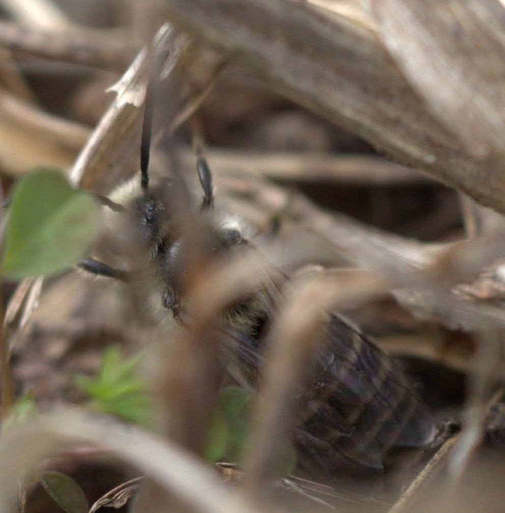 Haplotrinchus Inaequalis Colletes inaequalis Say, 1837