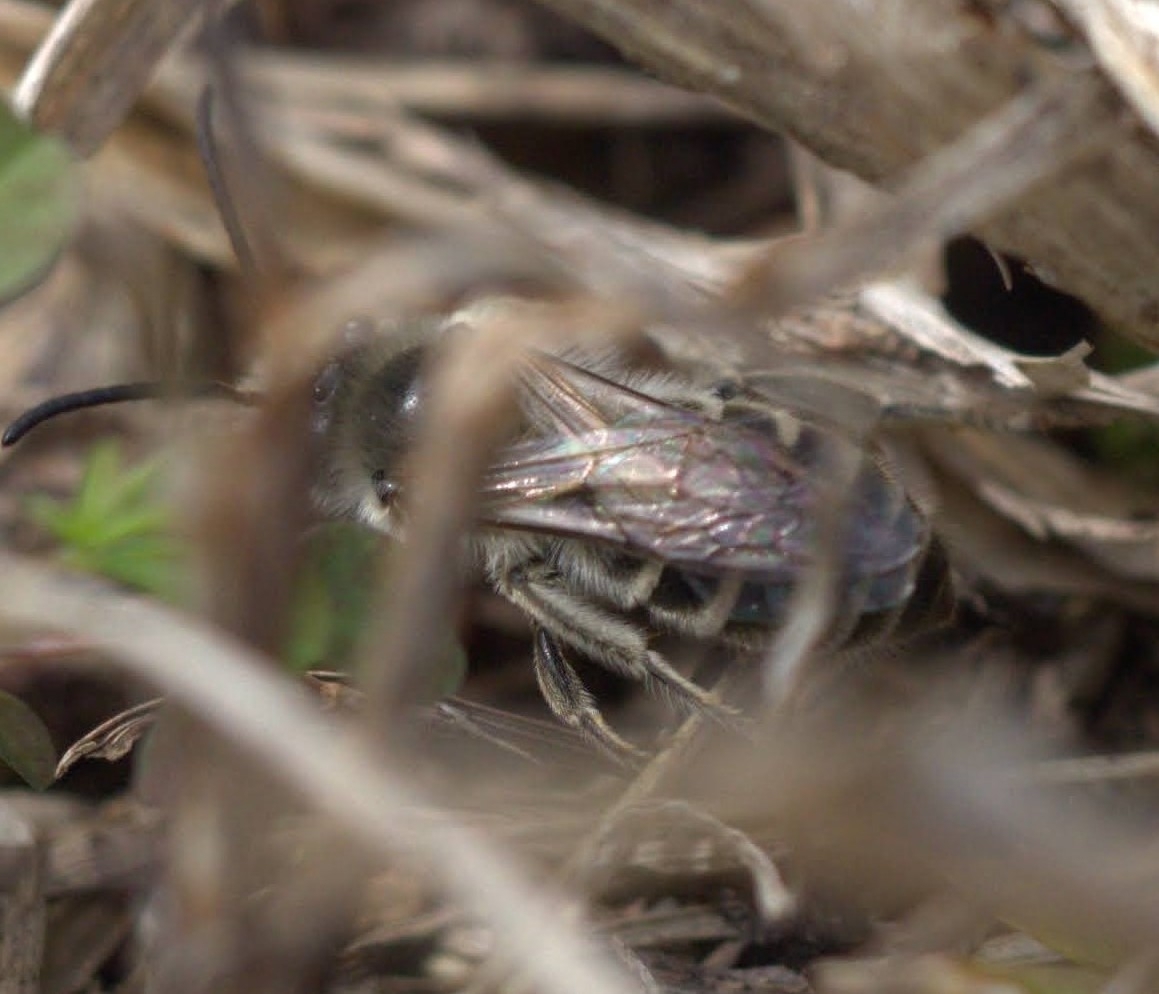 Haplotrinchus Inaequalis Colletes inaequalis Say, 1837